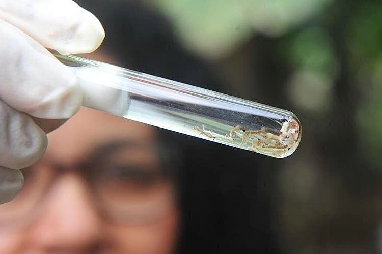 Em SidrolÃ¢ndia notificaÃ§Ãµes de dengue mais que triplicam em uma semana