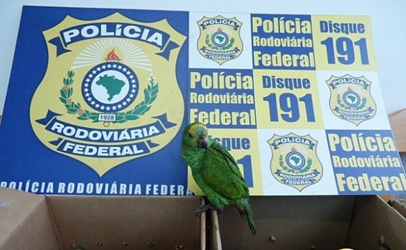 Homem Ã© flagrado quando levava 11 papagaios para o interior de SP