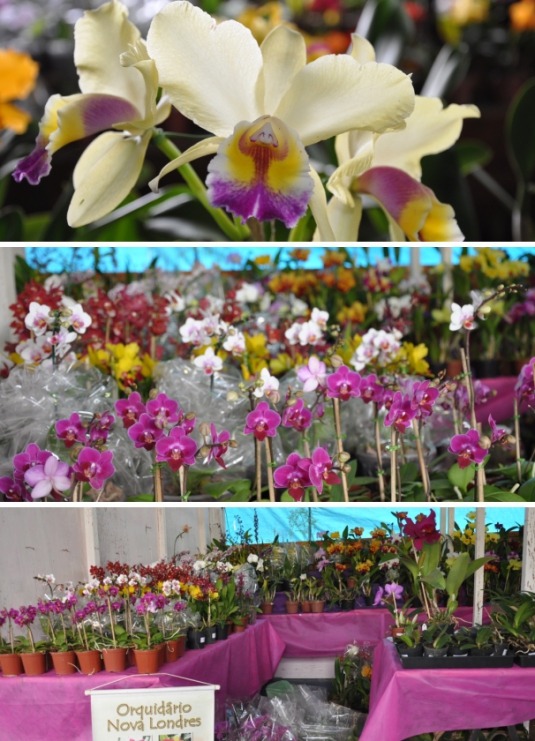 ExposiÃ§Ã£o Nacional de OrquÃ­deas comeÃ§a nesta sexta-feira em SidrolÃ¢ndia