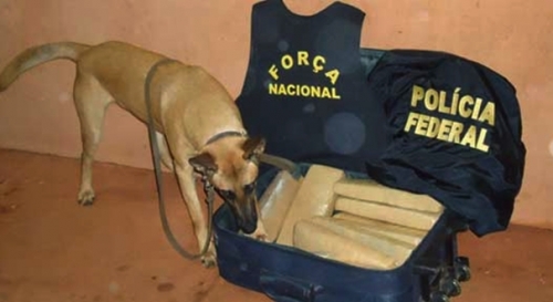 CÃ£o farejador encontra mala com 20 quilos de maconha em Ã´nibus