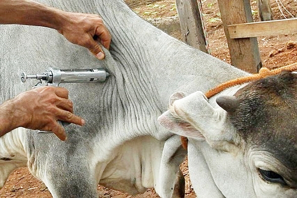Para vacinar 21 mi de animais, MS inicia campanha contra a aftosa no dia 1Â° de maio