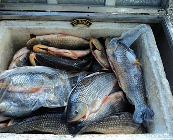 PMA prende 05 pescadores paulistas com 80 kg de pescado