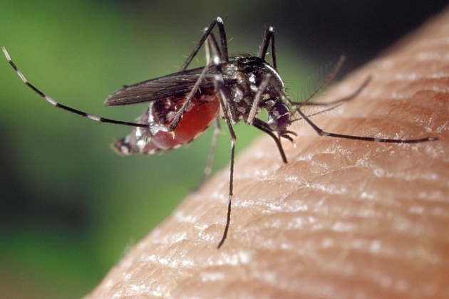 Homem de 30 anos Ã© a segunda vÃ­tima da dengue em Mato Grosso do Sul em 2020