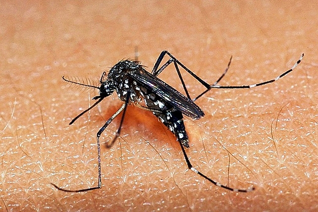 Casos de dengue crescem 224% em 2019, diz MinistÃ©rio da SaÃºde