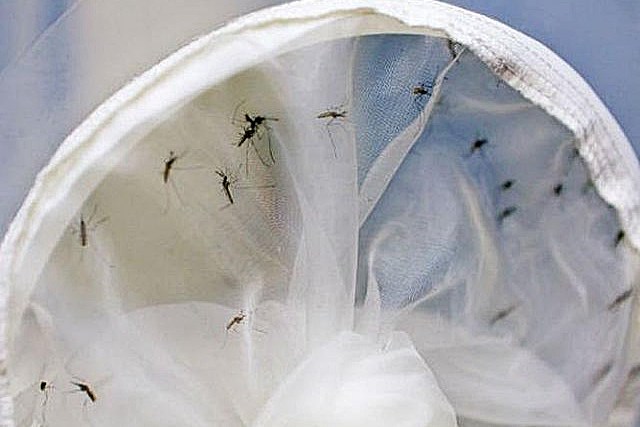 Mosquito jÃ¡ causou 5,7 mil casos de dengue, chikungunya e zika vÃ­rus