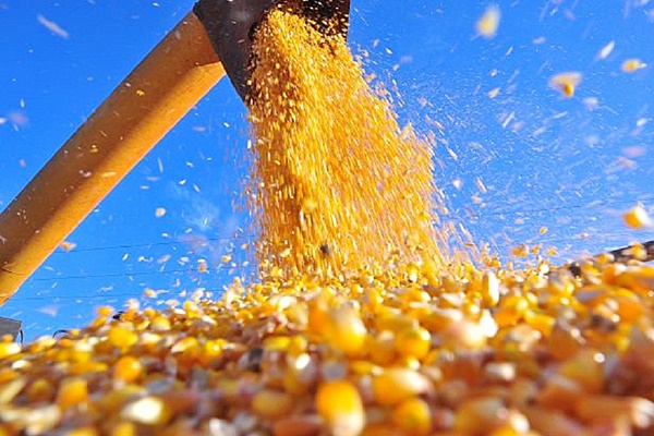 Colheita do milho safrinha jÃ¡ alcanÃ§a 126 mil hectares em MS