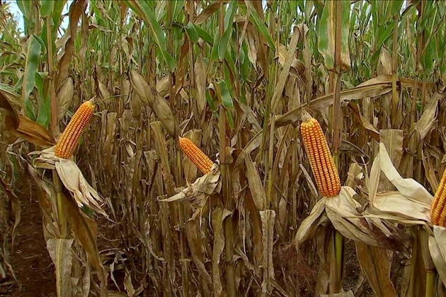 Colheita do milho deve ser maior, mas preÃ§o preocupa agricultores