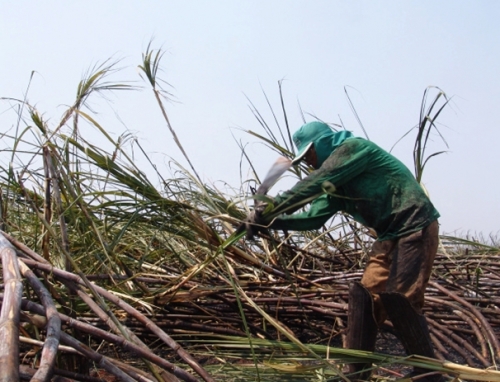 Cana gera 30 mil empregos em Mato Grosso do Sul