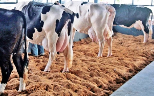 Expo SidrolÃ¢ndia terÃ¡ 1Âº Torneio do Leite