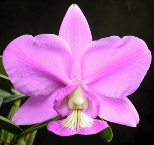 OrquÃ­dea Ã© flor sÃ­mbolo de SidrolÃ¢ndia