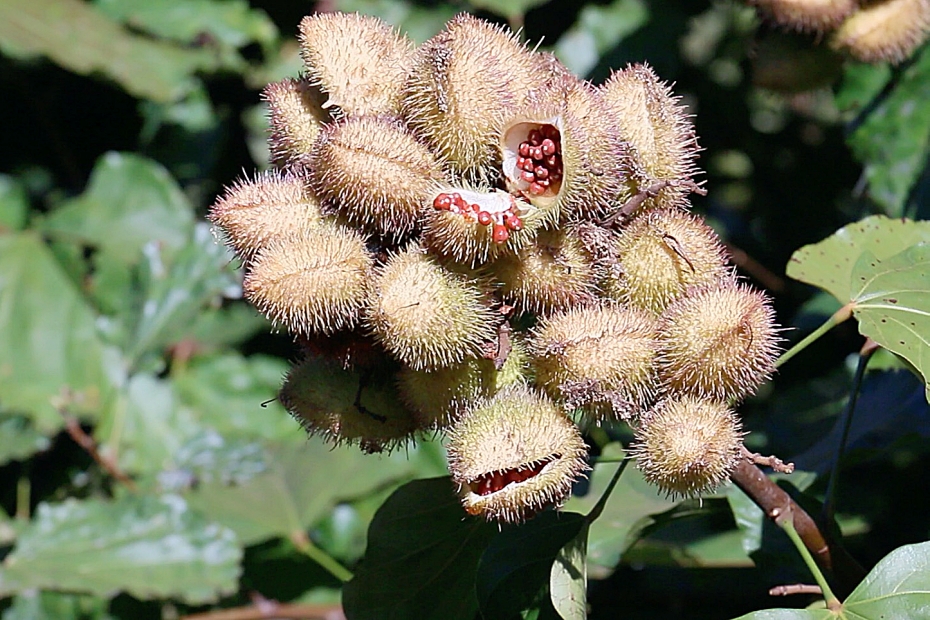 Com previsÃ£o de produzir trinta toneladas, assentados comeÃ§am a colher urucum dia 30