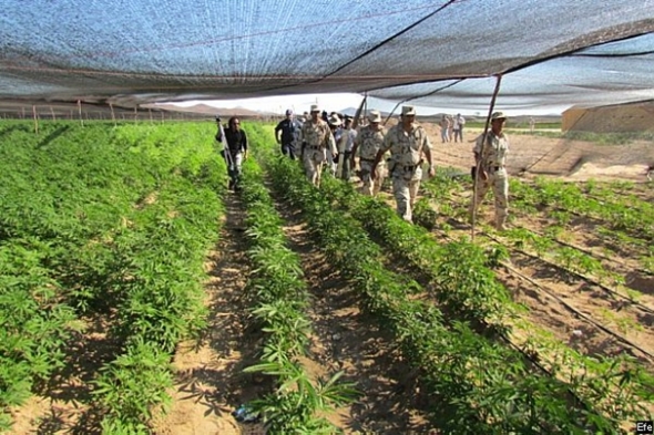 ExÃ©rcito do MÃ©xico encontra maior plantaÃ§Ã£o de maconha do paÃ­s