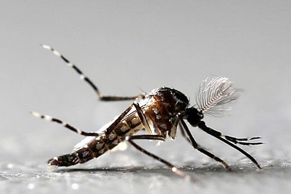 95 brasileiros morreram por dengue, zika ou chikungunya entre janeiro e julho de 2018