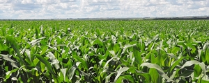 Mesmo com chuva, produtores projetam perda de 30% da produtividade do milho com a seca