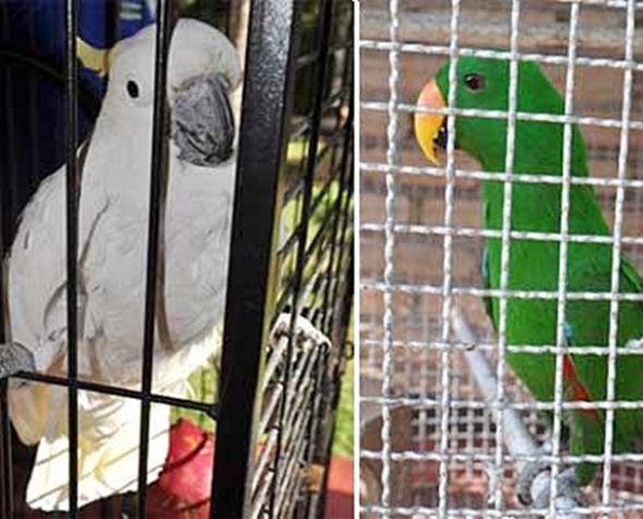 Ibama apreende 66 aves raras em pet shops e residÃªncias de ChapadÃ£o do Sul