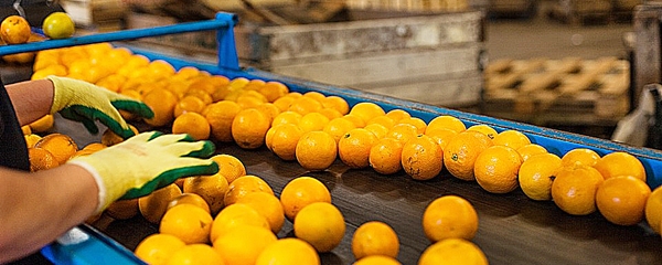 IndÃºstria da laranja faz prospecÃ§Ã£o em MS para expandir produÃ§Ã£o de suco
