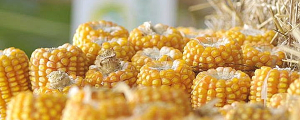 Mesmo com perda de 29,3%, MS deve se manter como terceiro maior produtor de milho safrinha do paÃ­s