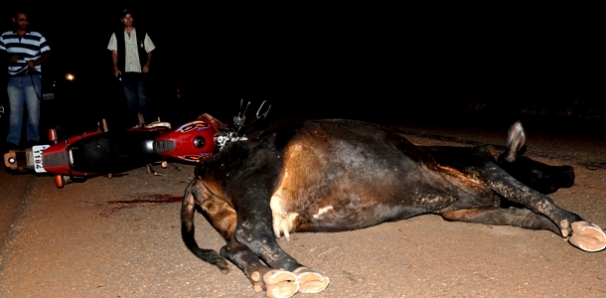 Motociclista sofre acidente com vaca solta em rodovia em GlÃ³ria de Dourados