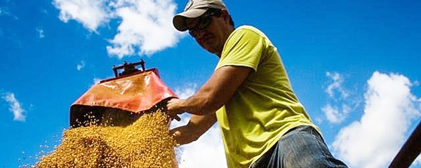 Produtores de MS jÃ¡ conseguiram vender 7 milhÃµes de toneladas de soja