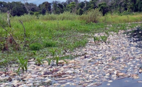 MS: decoada é causa provável da mortandade de peixes