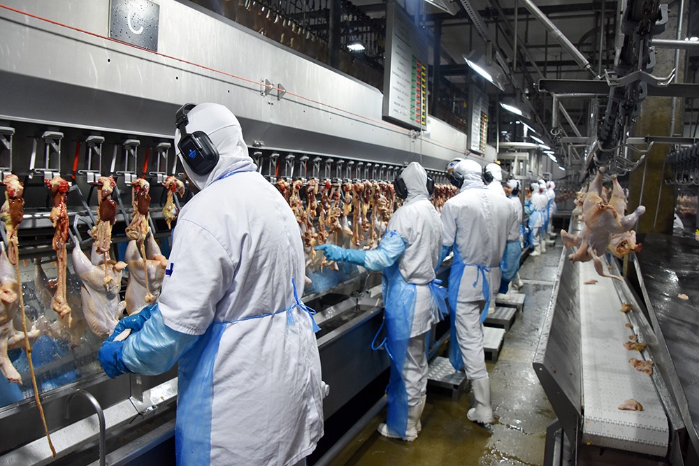 Celulose e carnes de bovinos e aves alavancam exportaÃ§Ãµes de industrializados de MS