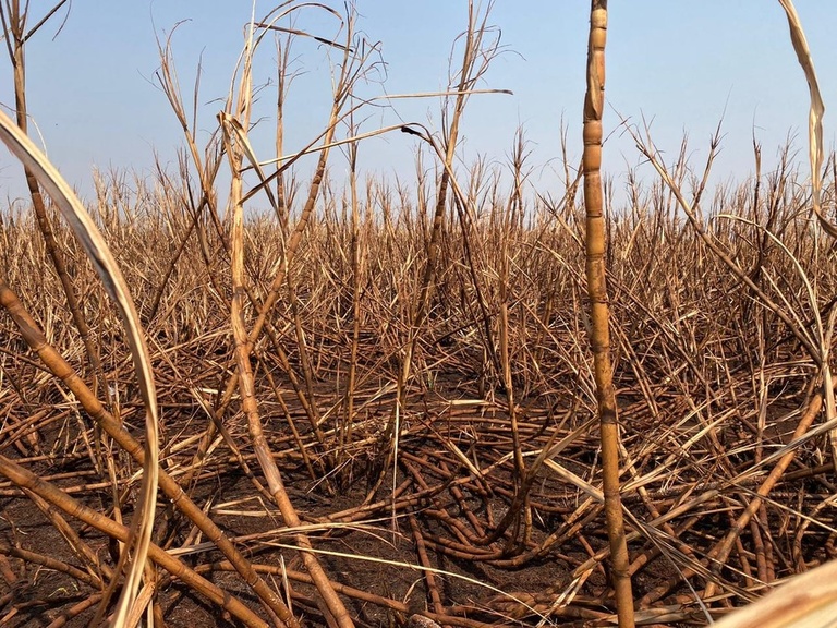 A empresa atua na produ&ccedil;&atilde;o de concentrado proteico (SPC), com 60% de prote&iacute;na bruta, utilizado na composi&ccedil;&atilde;o de ra&ccedil;&otilde;es.