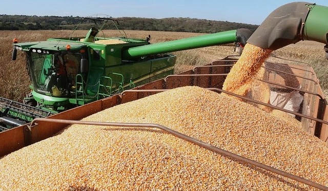 Mato Grosso do Sul &eacute; o 14&ordm; maior produtor de milho do mundo