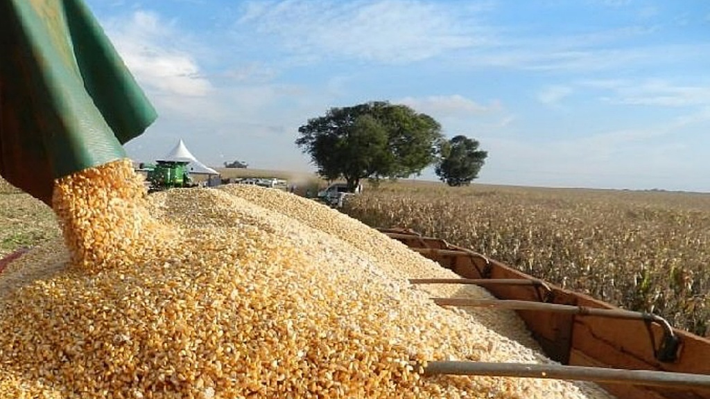 MS colhe 10,6 toneladas de milho e termina safra com produtividade recorde