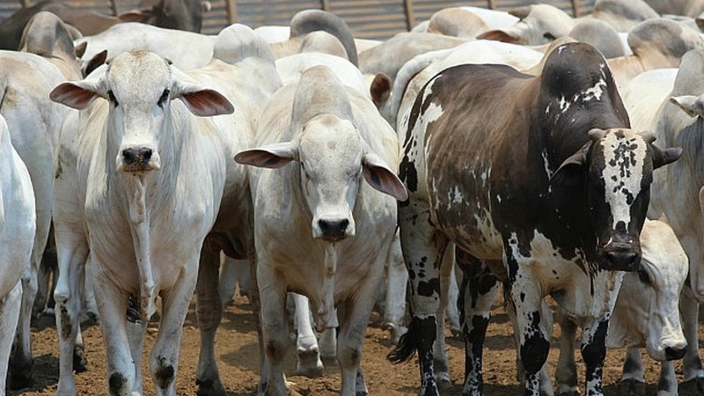 Rebanho de bovinos tem leve alta no Brasil em 2019, ap&oacute;s 2 anos de queda