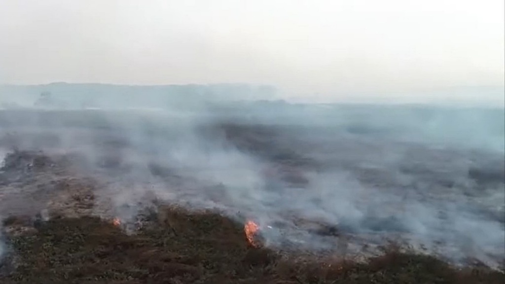 Pesquisa p&otilde;e em xeque tese do &#039;boi bombeiro&#039; contra queimadas