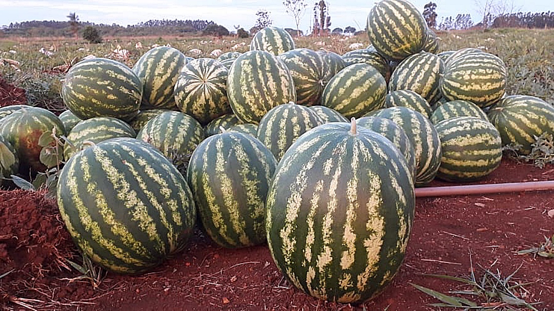 Apesar da seca no inverno, assentado inicia colheita de 3 mil frutas de melancia