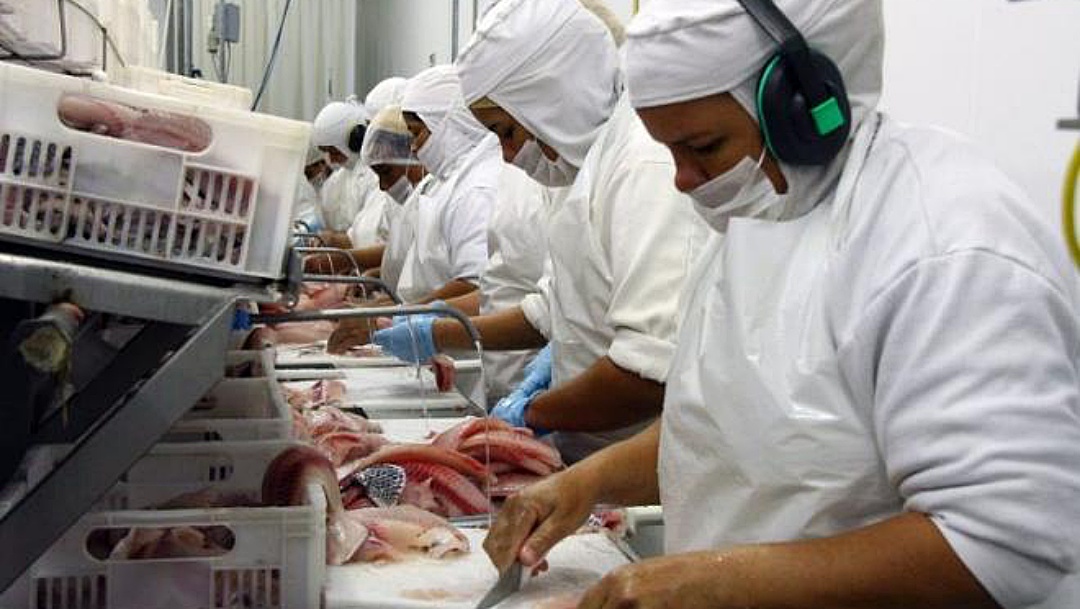 Exporta&ccedil;&atilde;o de til&aacute;pia aumenta 35% em MS neste ano