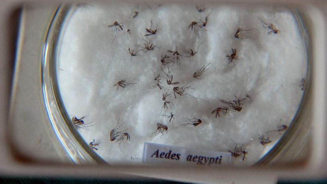 Minist&eacute;rio lan&ccedil;a campanha de combate ao Aedes aegypti