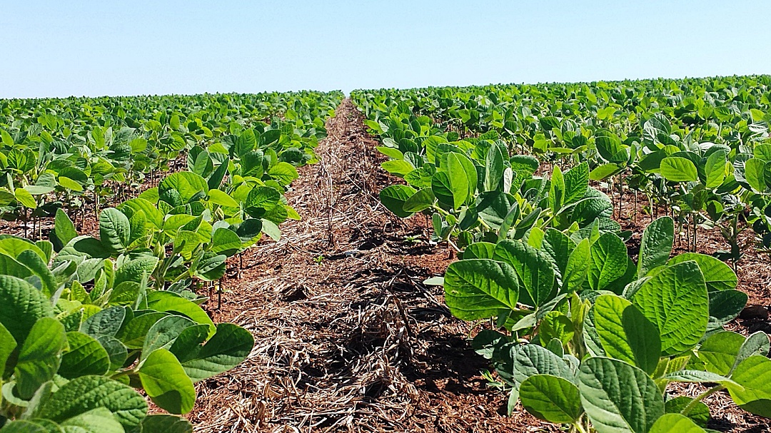 Produtores de soja tem at&eacute; 31 de dezembro para cadastrar &aacute;rea de plantio