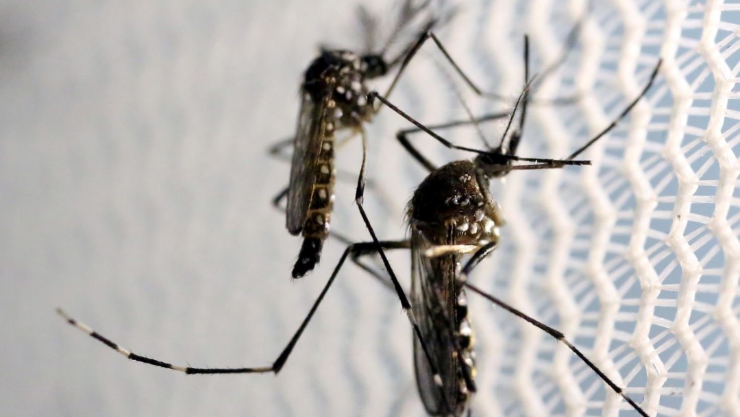 Aumenta preocupa&ccedil;&atilde;o com doen&ccedil;as ligadas ao Aedes aegypti no ver&atilde;o