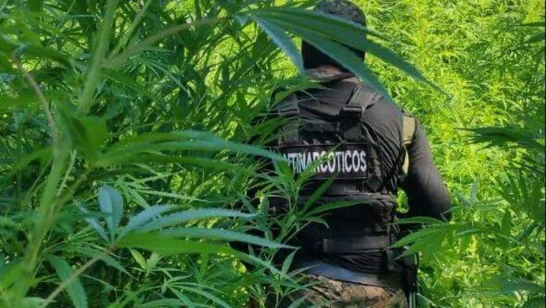 Sem prisões, operação destrói acampamentos e 10 hectares de maconha na fronteira