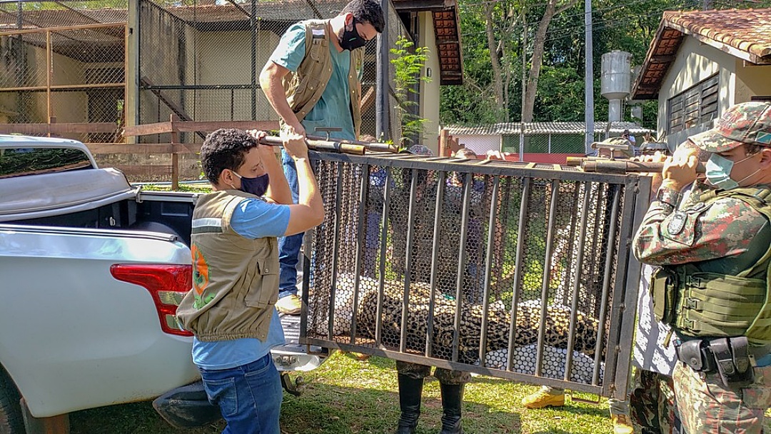 Pantanal: Animais resgatados de queimadas voltar&atilde;o