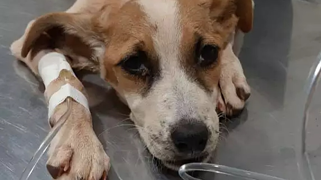 Autua&ccedil;&otilde;es por maus-tratos a animais cresce 162,5%