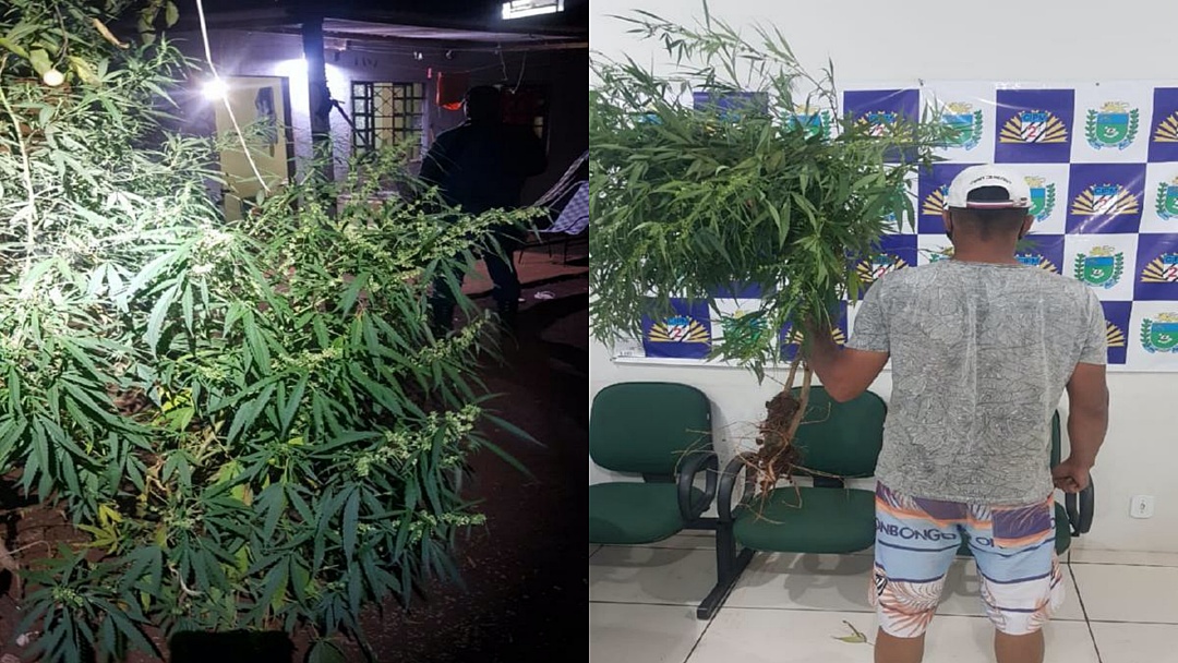 Homem &eacute; preso suspeito de cultivar maconha em casa na Vila Margarida