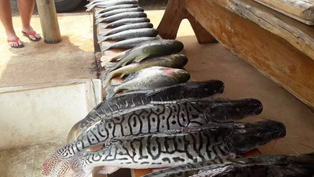 Com R$ 79 mil em multas, prisões em rios caíram 38% e apreensão de pescado 59%