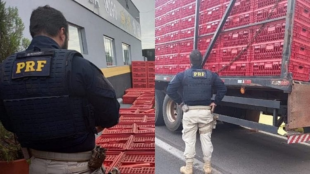 Maconha que saiu de MS escondida em caixas de frango é apreendida em SP