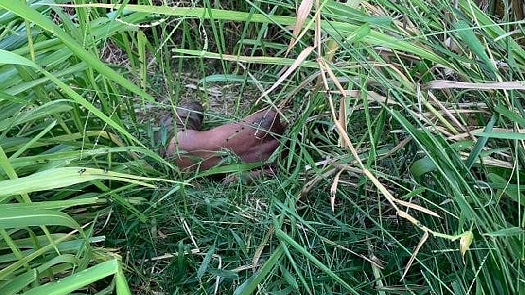 Desaparecido &eacute; encontrado em matagal e dois s&atilde;o presos pela pol&iacute;cia