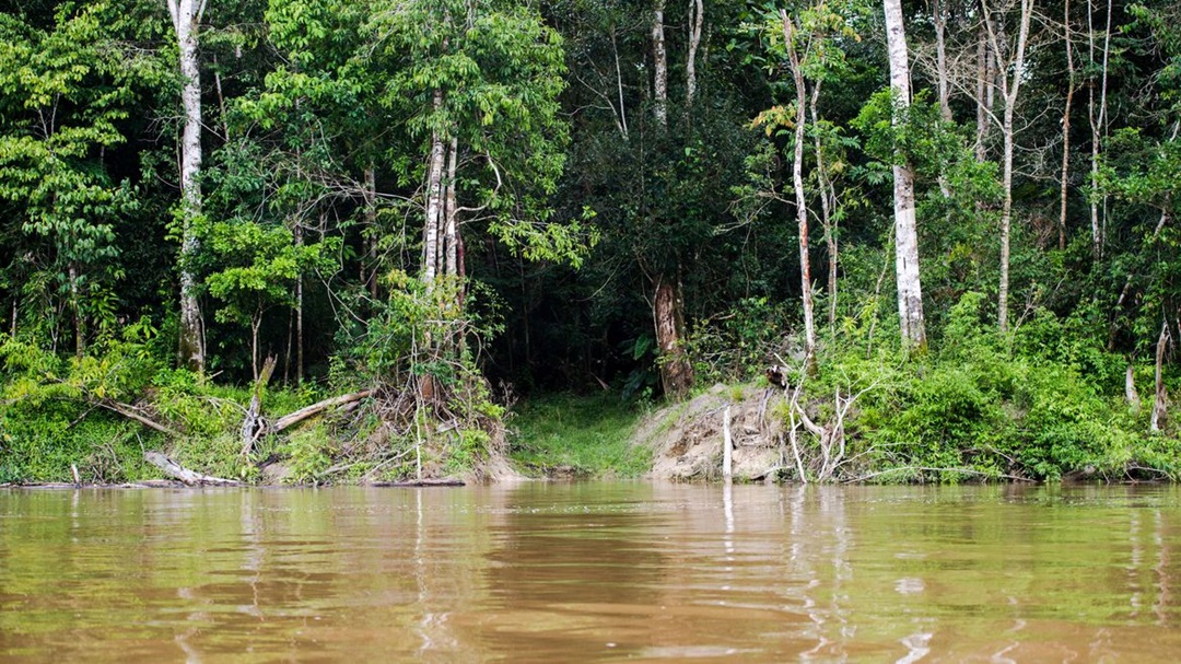 Vegetação nativa teve maior redução de 2000 a 2018 no PA e em MT