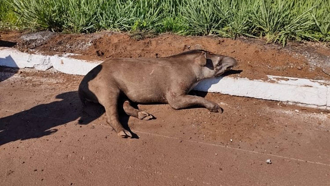 Ferida em atropelamento, anta &eacute; resgatada &agrave;s margens de rodovia da BR-262