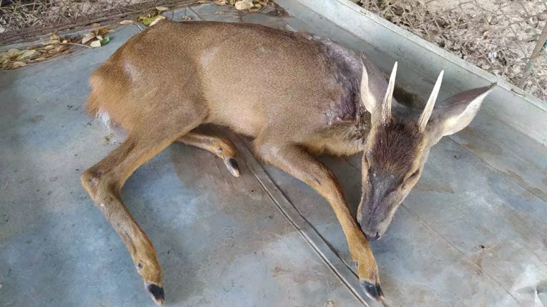 Com tiro no pesco&ccedil;o, veado &eacute; resgatado em ch&aacute;cara na BR-477