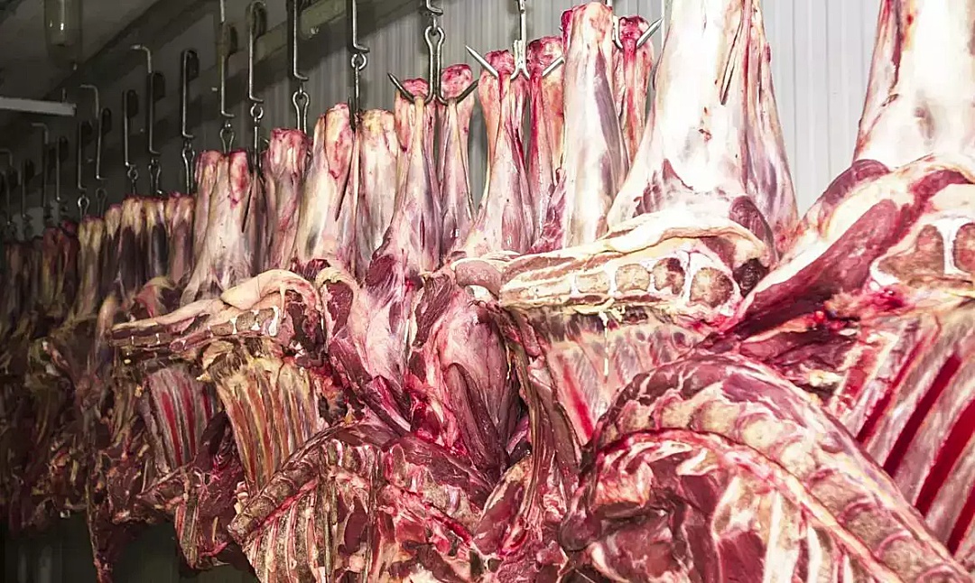 Abate de bovinos cai em 60% e acende sinal de alerta no setor frigorífico de MS
