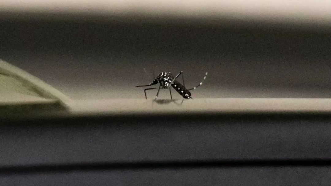 Dengue faz mais uma vítima e número de mortes chega a 8