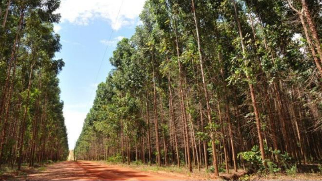 Mato Grosso Sul &eacute; o segundo Estado do pa&iacute;s na produ&ccedil;&atilde;o de eucaliptos