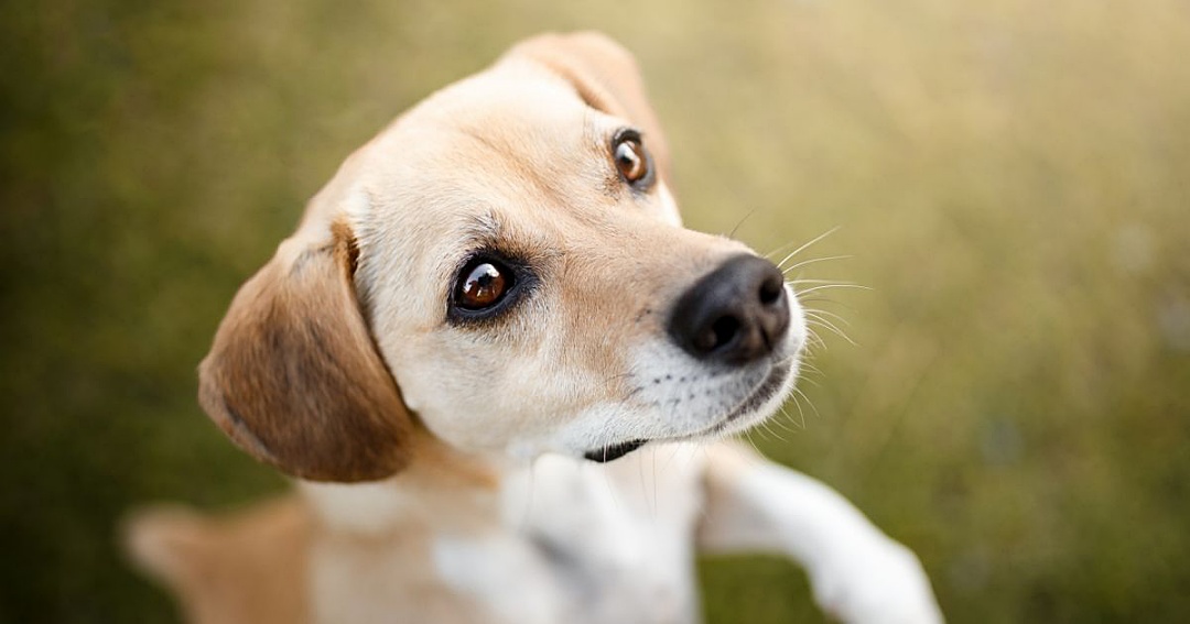 MS recebe projeto de encoleiramento em massa de c&atilde;es para combater leishmaniose