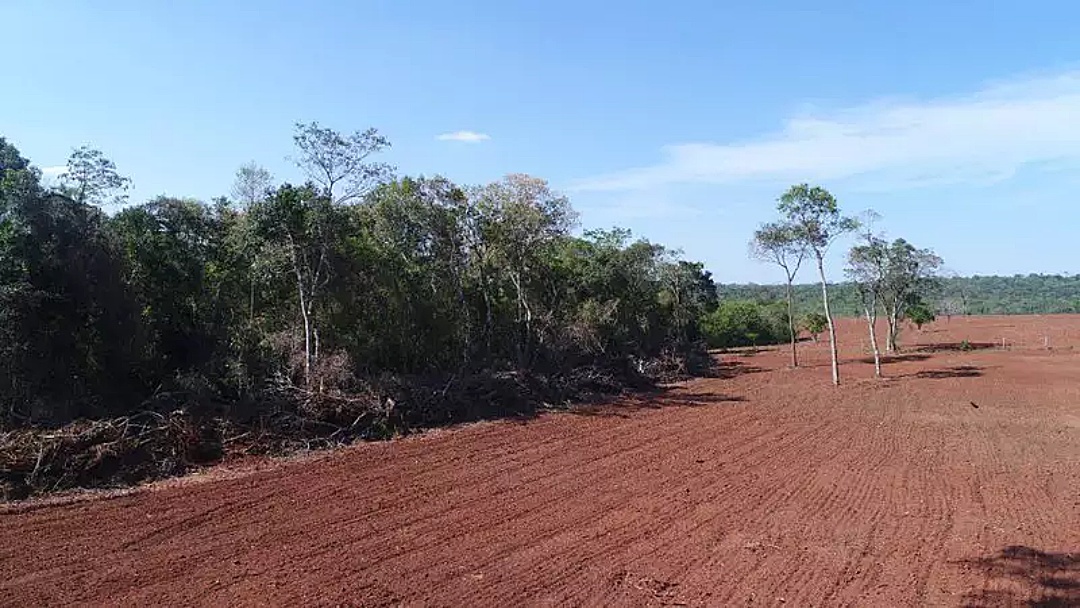 MS &eacute; o 5&ordm; estado que mais desmatou Mata Atl&acirc;ntica